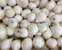 white and red onion for sale