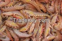 Frozen shrimp  for sale