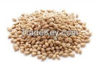 Sell Barley