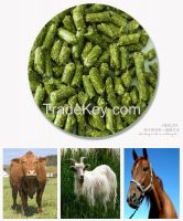 Alfalfa pellets /alfalfa hay for cattle animal feeding