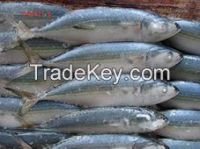 Mackerel (Scomber Colias) WR 20+