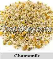 Chamomile flower