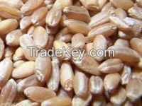 Durum hard wheat