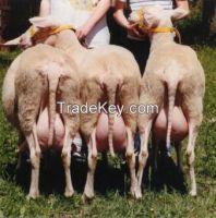 Full Blood live Cattle, Sheep, Piglets for sale