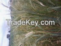 Emmer Wheat (Tritivon Diccocon)