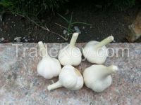 Sell  Normal White Garlic