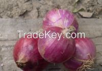 sell fresh onions