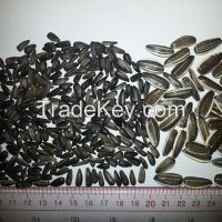 2014 new crop black sunflower seeds