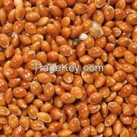 2014 new crop glutinous red broomcorn millet / proso millet