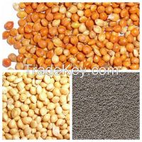 2014 new crop red / green / yellow millet in husk / foxtail millet