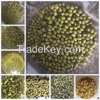 2014 new crop sprouting green mung bean