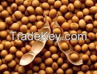 Soya Beans