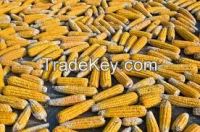 yellow and white corn for animal feed