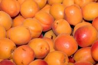 fresh apricots