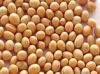 Sell Soy bean Extract 40% Isoflavones