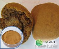 Sell Phellinus linteus mushroom extract