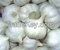 Pure White Garlic, Normal White Garlic