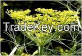 Sell Fennel Oil Latin