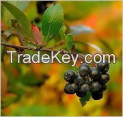 Sell Oil Aronia