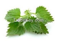 Sell Nettle tea