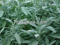 Sell Sage tea