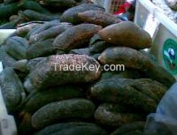 sell Dried sea Cucumber
