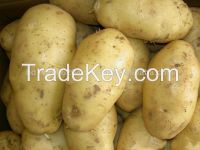 20000 Ton Fresh Potato
