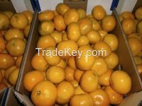 Mandarins (tangerines) from Croatia (Europe)