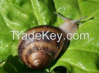 Snails Helix Aspersa Maxima and Muller