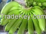 For Sale CAVENDISH BANANAS