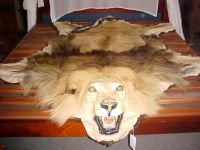 LION SKINS FOR SALE