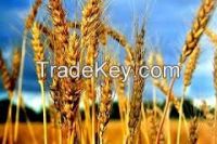 Wheat from Kazakhstan