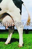 New Zealand Dairy Milking Cows
