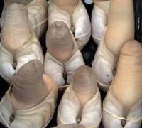 Affordable Geoducks Clams meat
