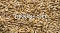 Barley