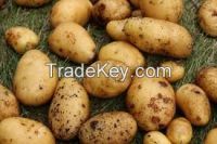 fresh potatoes for sale