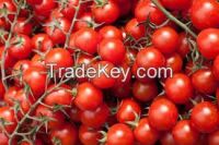 canned  tomatoes for sale