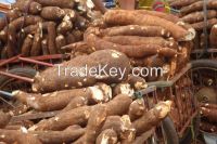 cassava for sale