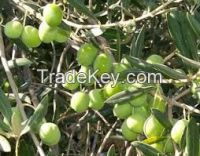 olives fruits for sale