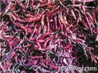 Sell dry red chilli - skype ganesan-s