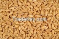 Australian grain -  wheat, oil seeds, barley, other grains