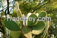 Extra biologic cold pressed prickly pear seed oil