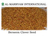 Sell Berseem Clover Seed