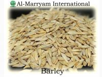 Sell Barley