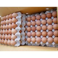 FRESH CHICKEN EGGS WITH COMPETITIVE PRICES