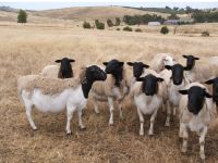 Strong Healhty Live Dorper sheep for sale