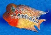Flower Horn Arowana Fish For Sale Promotional Prices