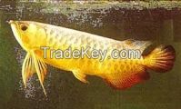 Red Tail Golden(rtg) Arowana Fish And Other Fishes For Sale