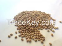 Ethiopian Small light brown kidney bean