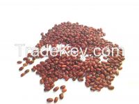 Ethiopian red kidney beans( shashemene )